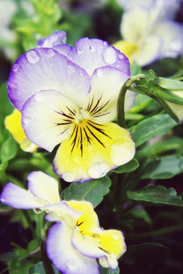 Pansy - after a morning rain