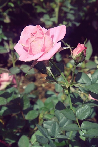 pink roses ^ - ^ 