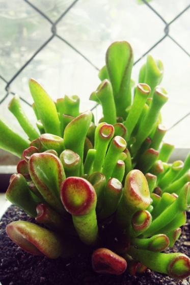 a cute succulent plant in the graden :) 